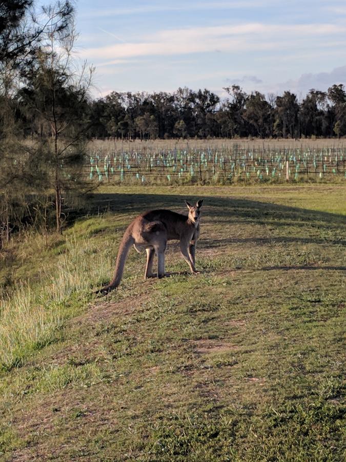 Madigan Wine Country Cottages Lovedale Buitenkant foto