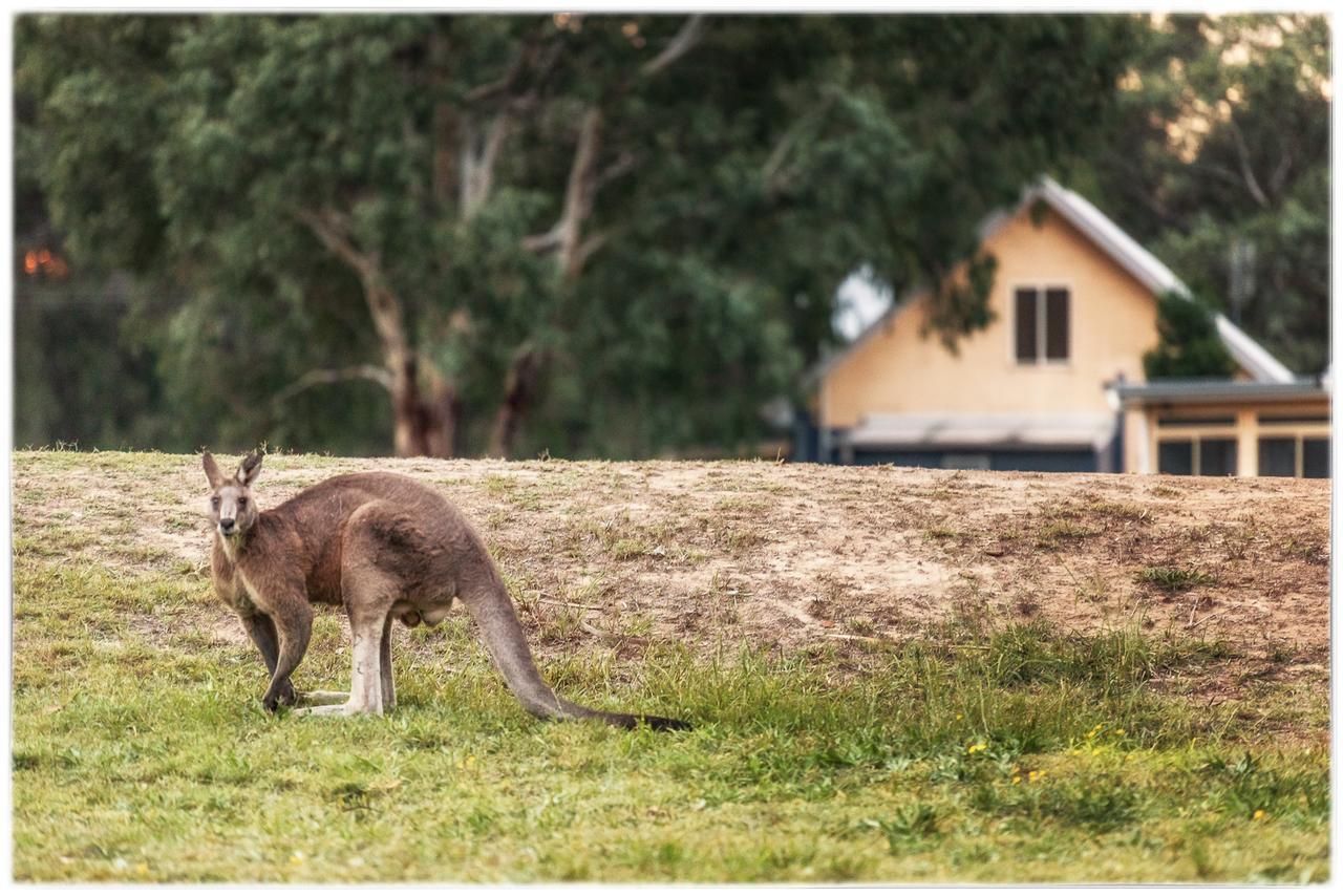 Madigan Wine Country Cottages Lovedale Buitenkant foto